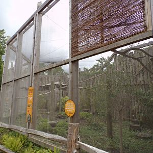 Verreux’s eagle owl aviary 7.7.24