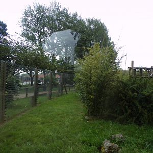 De brazza’s guenon enclosure 7.7.24