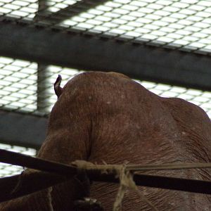 Chimpanzee “Jambo” 7.7.24