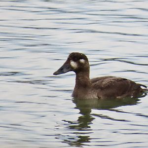 Surf Scoter (Melanitta perspicillata)