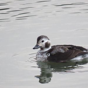 Long-tailed Duck (Clangula hyemalis)