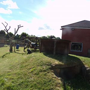 Western lowland gorilla enclosure 7.7.24