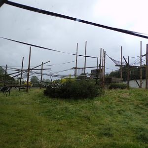 Chimpanzee enclosure 7.7.24