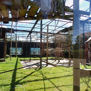 Siamang enclosure 7.7.24