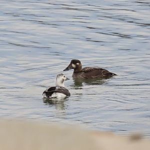 Surf Scoter and Long-tailed Duck