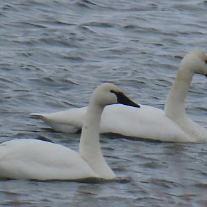 Tundra Swan (Cygnus columbianus)