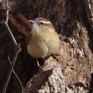 Carolina Wren (Thryothorus ludovicianus)