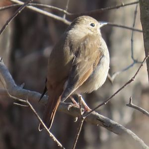 Hermit Thrush (Catharus guttatus)