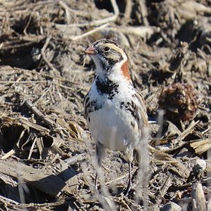 Lapland Longspur (Calcarius lapponicus)
