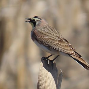 Horned Lark (Eremophila alpestris)