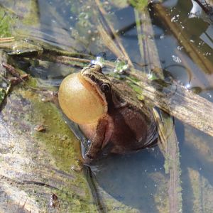 Boreal Chorus Frog (Pseudacris maculata)