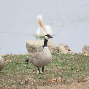 Cackling Goose (Branta hutchinsii)