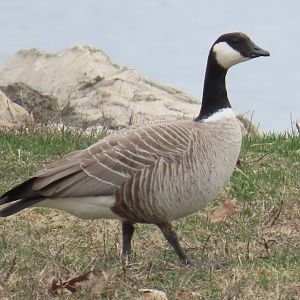 Cackling Goose (Branta hutchinsii)