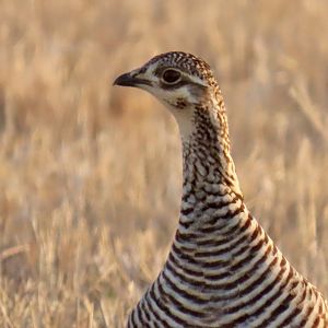 Greater Prairie-chicken (Tympanuchus cupido)