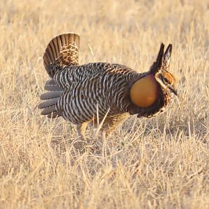 Greater Prairie-chicken (Tympanuchus cupido)