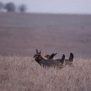 Greater Prairie-chickens (Tympanuchus cupido)