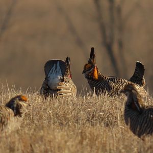 Greater Prairie-chickens (Tympanuchus cupido)