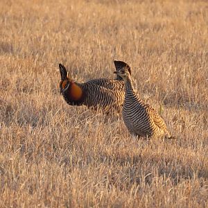 Greater Prairie-chickens (Tympanuchus cupido)