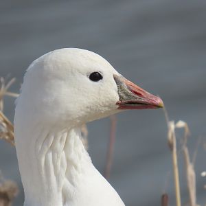 Ross’s Goose (Anser rossii)
