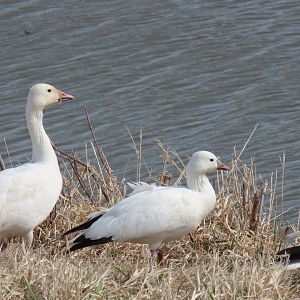 Ross’s Goose and Snow Goose