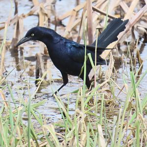 Great-tailed Grackle (Quiscalus mexicanus)