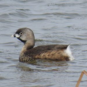 Pied-billed Grebe (Podilymbus podiceps)