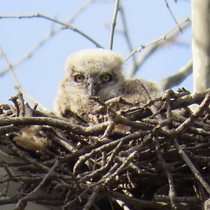 Great Horned Owl (Bubo virginianus)