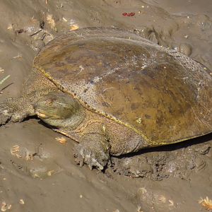 Spiny Softshell (Apalone spinifera)