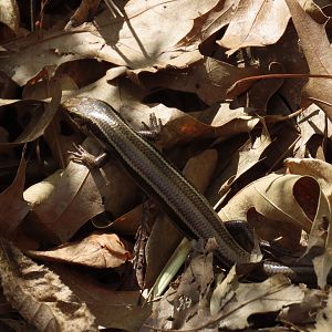 Common Five-lined Skink (Plestiodon fasciatus)