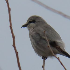 Northern Shrike (Lanius borealis)