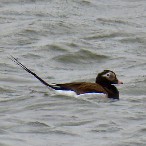 Long-tailed Duck (Clangula hyemalis)