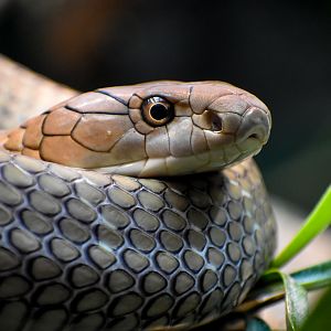 Sunda King Cobra