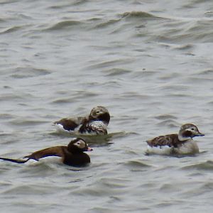 Long-tailed Ducks (Clangula hyemalis)