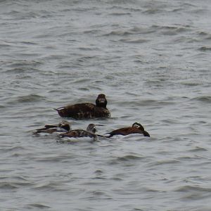 Long-tailed Ducks and White-winged Scoter