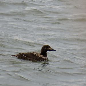 White-winged Scoter (Melanitta deglandi)