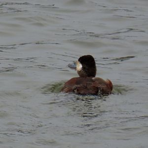 Ruddy Duck (Oxyura jamaicensis)