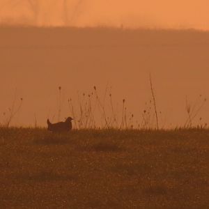 Greater Prairie-chicken (Tympanuchus cupido)