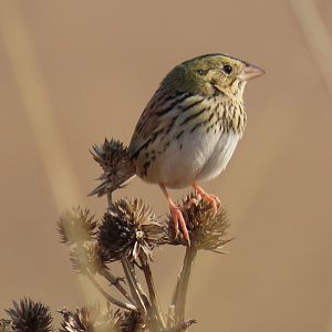 Henslow’s Sparrow (Centronyx henslowii)