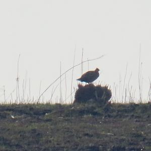 Greater Prairie-chicken (Tympanuchus cupido)