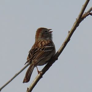 Field Sparrow (Spizella pusilla)