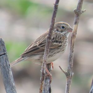 Vesper Sparrow (Pooecetes gramineus)