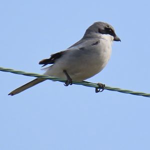 Loggerhead Shrike (Lanius ludovicianus)