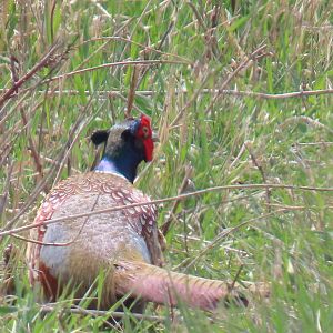 Ring-necked Pheasant (Phasianus colchicus)