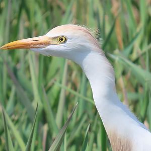 Western Cattle Egret (Ardea ibis)