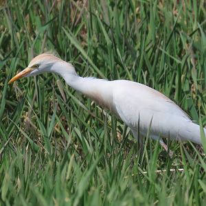 Western Cattle Egret (Ardea ibis)