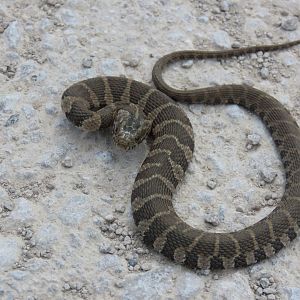 Common Watersnake (Nerodia sipedon)