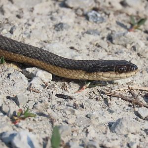 Graham’s Crawfish Snake (Regina grahamii)