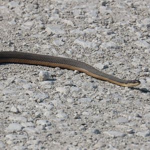 Graham’s Crawfish Snake (Regina grahamii)