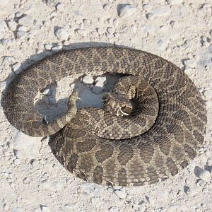 Western Massasauga (Sistrurus tergeminus)