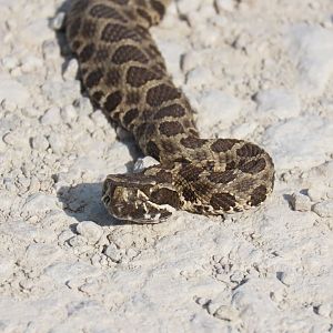 Western Massasauga (Sistrurus tergeminus)